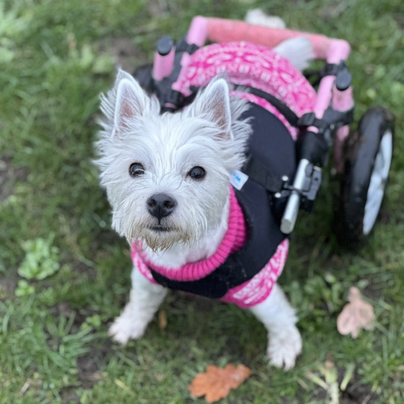 Pumpkin in the park