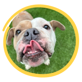 St Giles Animal Welfare