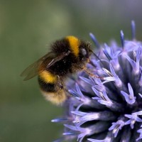 Bumblebee Conservation Trust (2)