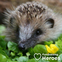 Hedgehog insta (1)