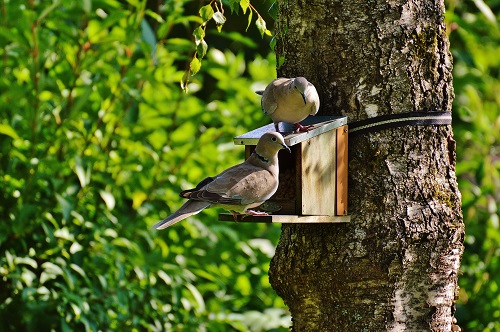 animal-aviary-bird-house-162943