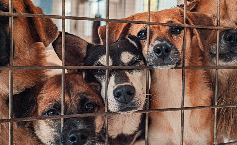 Local sales dog homes