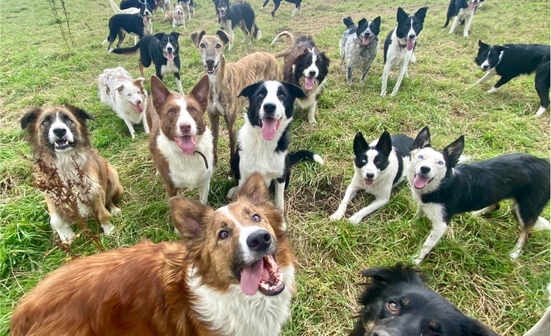 Hart dog rescue new arrivals